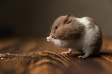 syrian hamster blowing his palms on a wooden table