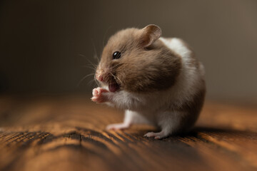 hamster sticking his tongue out and holding his palms
