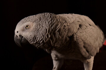 Obraz premium Kanaye 3