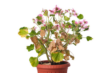 Diseased geranium flower with withered leaves in a pot isolated on white background.