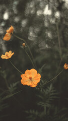 beautiful flowers in our nature