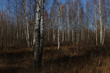 Birch grove without leaves in late autumn. Natural background image of birch trees.