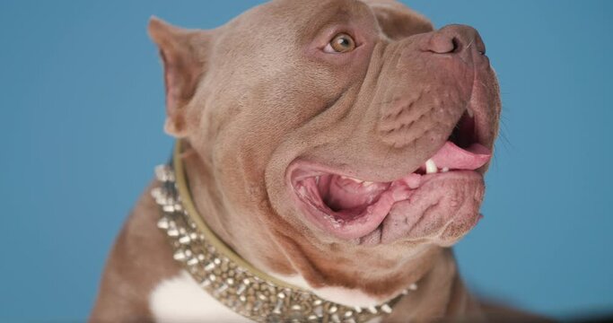 close up of cute brown American bully puppy with golden collar, looking to side, panting and sticking out tongue on blue background