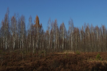 Fototapeta premium Birch grove without leaves in late autumn. Natural background image of birch trees.