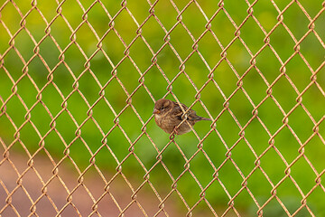 bird in the fence 