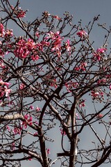 tree with leaves and pink flowers