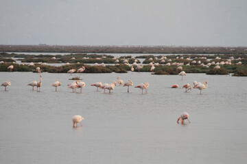 Fototapeta premium flamingos in the water
