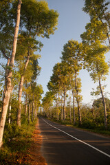 The rubber trees along the asphalt road. Asphalt road with a lane in the morning.