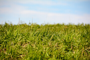 Green grass and blue sky