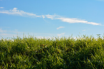 Green grass and blue sky