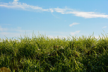 Obraz premium Green grass and blue sky