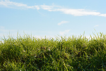 Green grass and blue sky