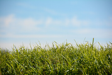 Grass and blue sky