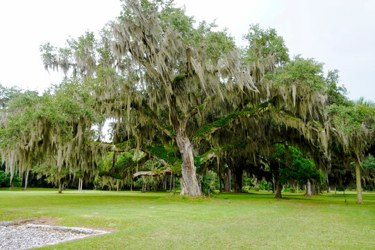 Live Oak tree with Spanish Moss at Fort Frederica National Monument on St. Simons Island, Georgia, preserves the archaeological remnants of a fort and town built by James Oglethorpe.