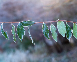 frosted leaves on stem