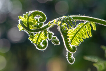 fern with fiddleheads