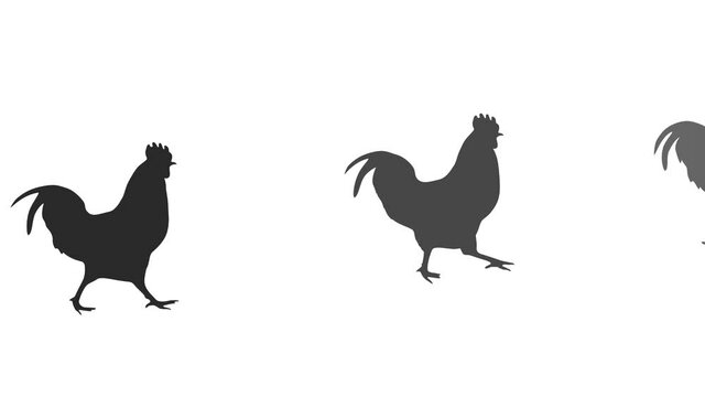 Walking roosters, animation on the white background