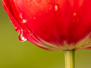 dew drop on red tulip