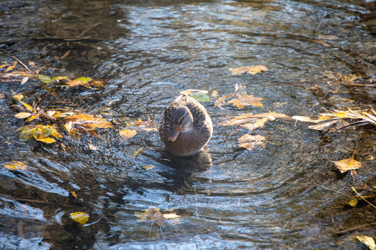 Wild duck in the river in the autumn park