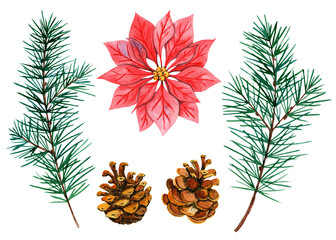 Winter Christmas watercolor elements for traditional holiday design of cards, calendars, invitations, stationery. Bright poinsettia, pine branches and cones are elements that no New Year's Christmas