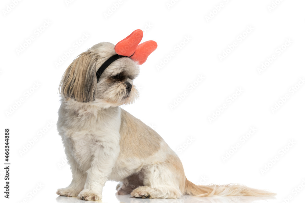 Wall mural sweet shih tzu dog wearing a butterfly headband