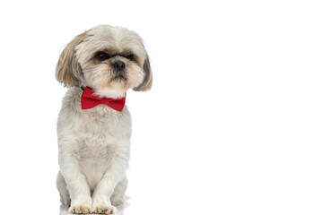 seated shih tzu dog wearing a red bowtie