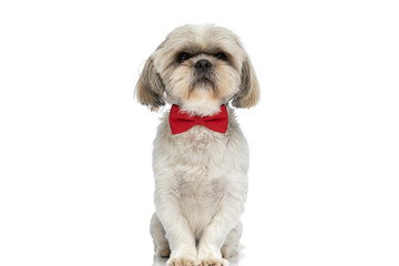 shih tzu dog wearing a red bowtie