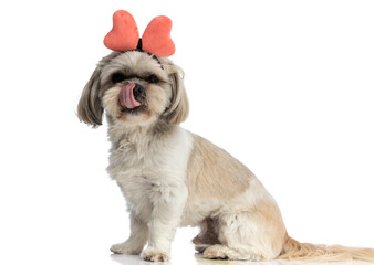 shih tzu dog licking his nose and wearing a butterfly