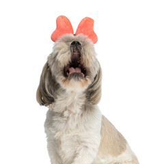 beautiful shih tzu dog shouting and wearing a butterfly bandana