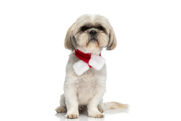 seated cute shih tzu dog wearing a red scarf