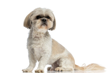 shih tzu dog sitting one way and looking the other