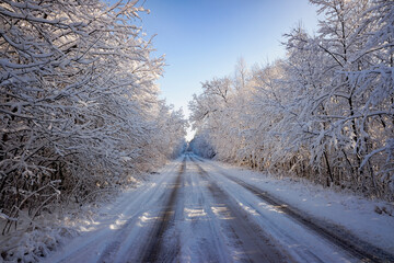 Obraz premium a snow-covered forest with the first snow on the background of a forest road going into the distance.