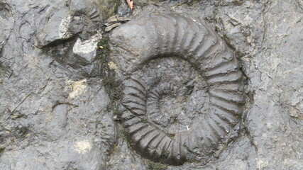 ammonite