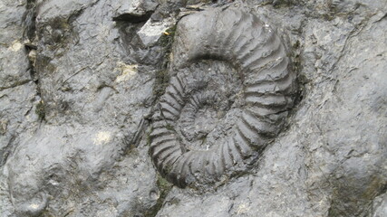 ammonite