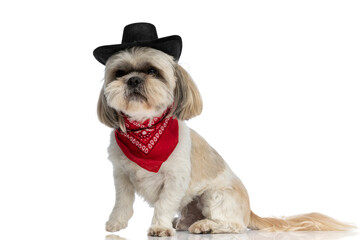 adorable shih tzu dog wearing a black hat
