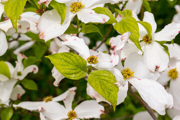 Cornus florida flowering dogwood blossum detail