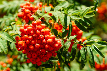 ripe berries of red mountain ash on a branches with green leaves
