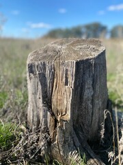 cut stump