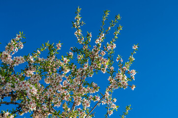 Almond trees in bloom in springtime in Madrid, Spain
