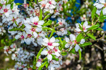 Almond trees in bloom in springtime in Madrid, Spain