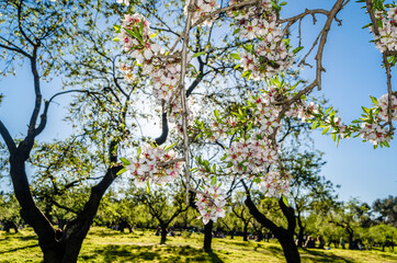Almond trees in bloom in springtime in Madrid, Spain