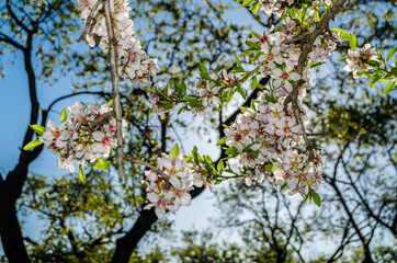 Almond trees in bloom in springtime in Madrid, Spain