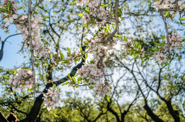 Fototapeta na wymiar Almond trees in bloom in springtime in Madrid, Spain