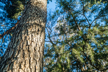 Pine trees in spring in a park, nature background