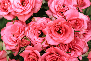 Beautiful blooming pink, coral roses flowers with green leaves growing in  a summer garden. Natural background, gardening, summertime.