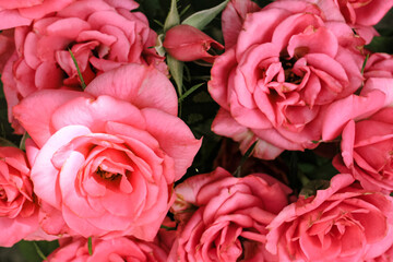 Beautiful blooming pink, coral roses flowers with green leaves growing in  a summer garden. Natural background, gardening, summertime.