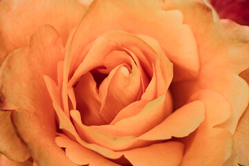 Beautiful blooming pink, coral, pink, yellow, peach roses flowers with green leaves growing in a summer garden. Natural background, gardening, summertime. Textured flower close up.