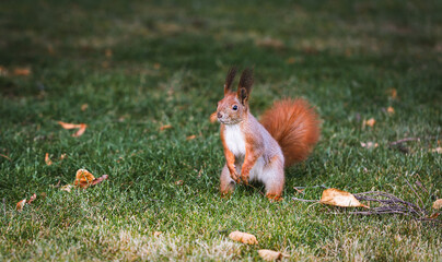 Beautiful squirrel in the park