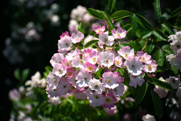flowers on the tree. trees bloom in spring. beautiful flowers
