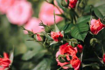Beautiful blooming pink, coral roses flowers with green leaves growing in  a summer garden. Natural background, gardening, summertime.